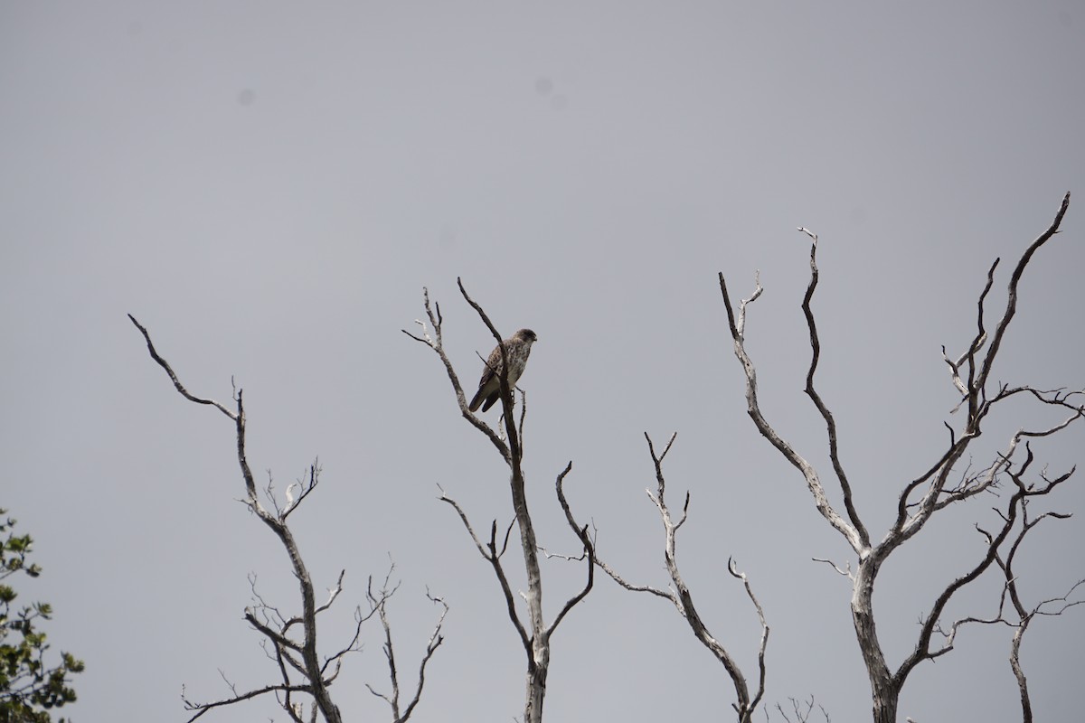 Hawaiian Hawk - ML636146319