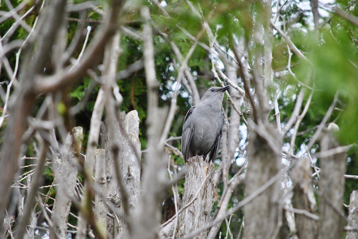 Gray Catbird - ML636146416