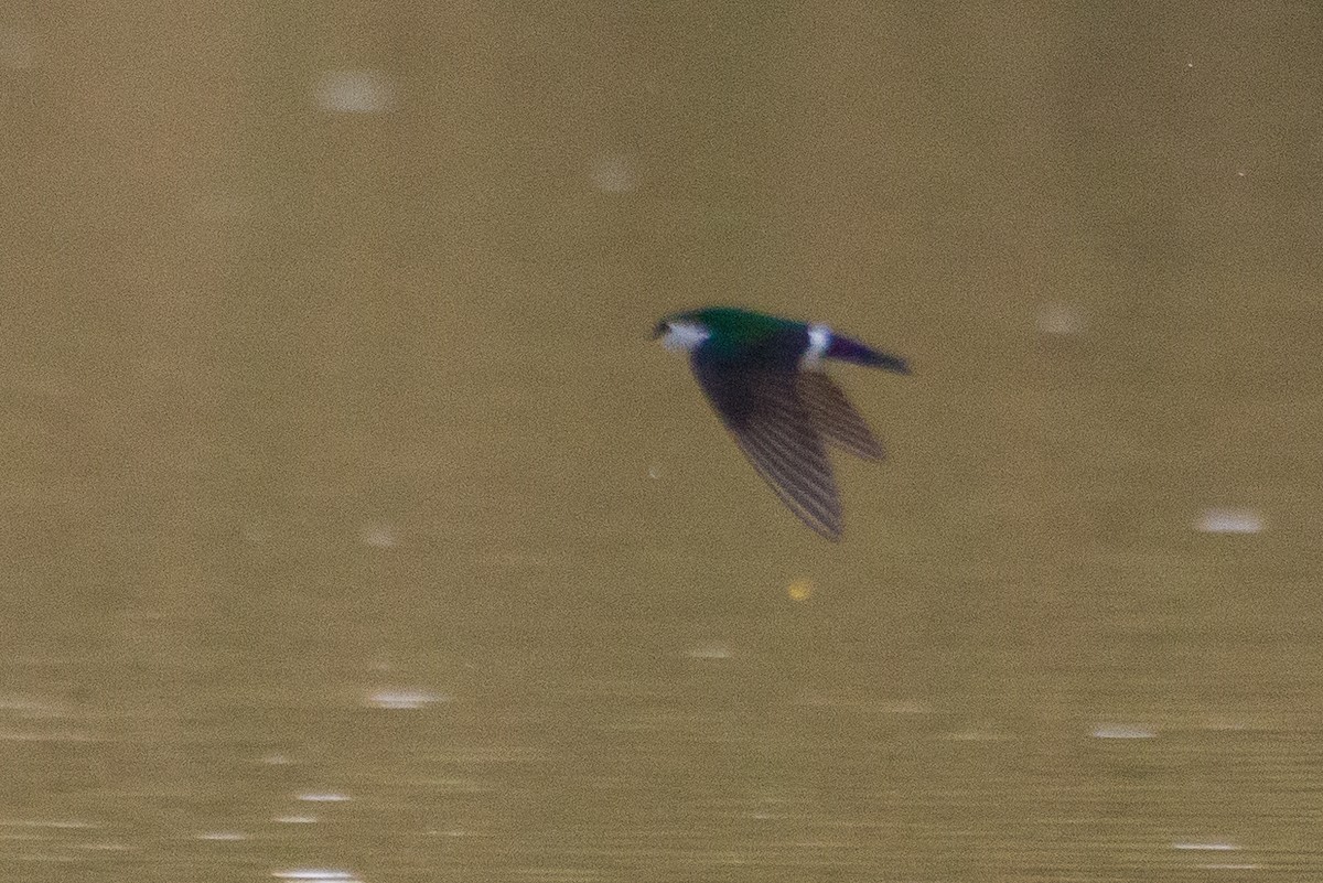 Violet-green Swallow - ML636146500