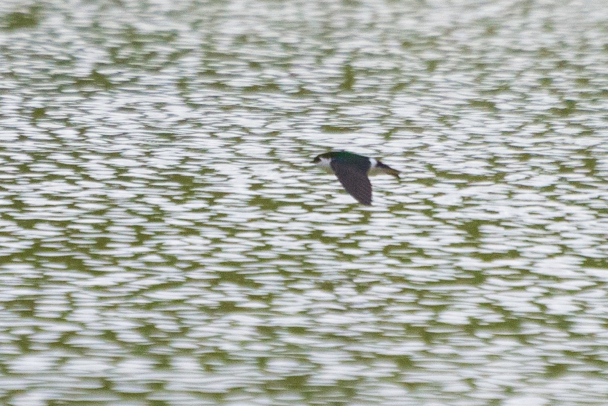 Violet-green Swallow - ML636146501