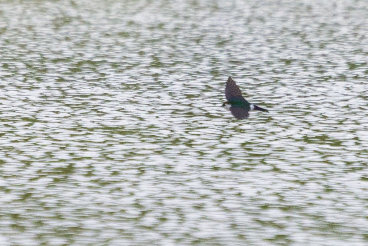 Violet-green Swallow - ML636146502