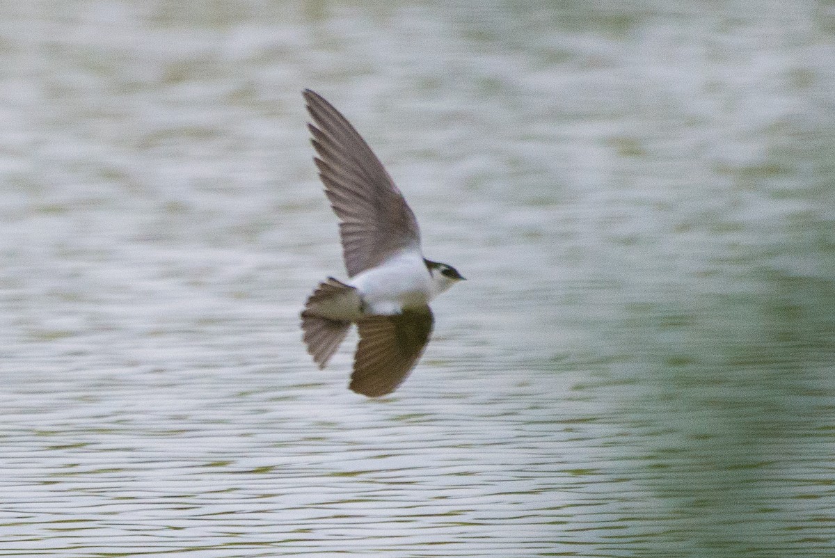 Violet-green Swallow - ML636146503