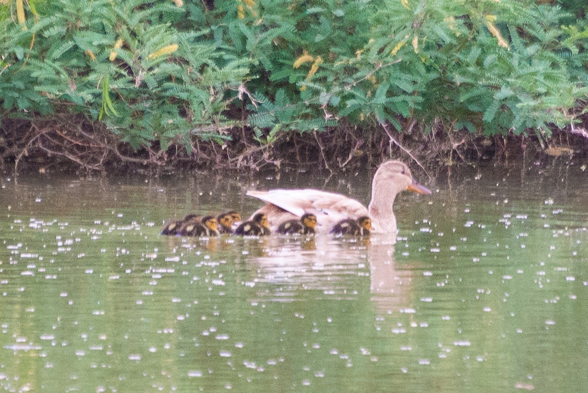 Mallard (Domestic type) - ML636146528