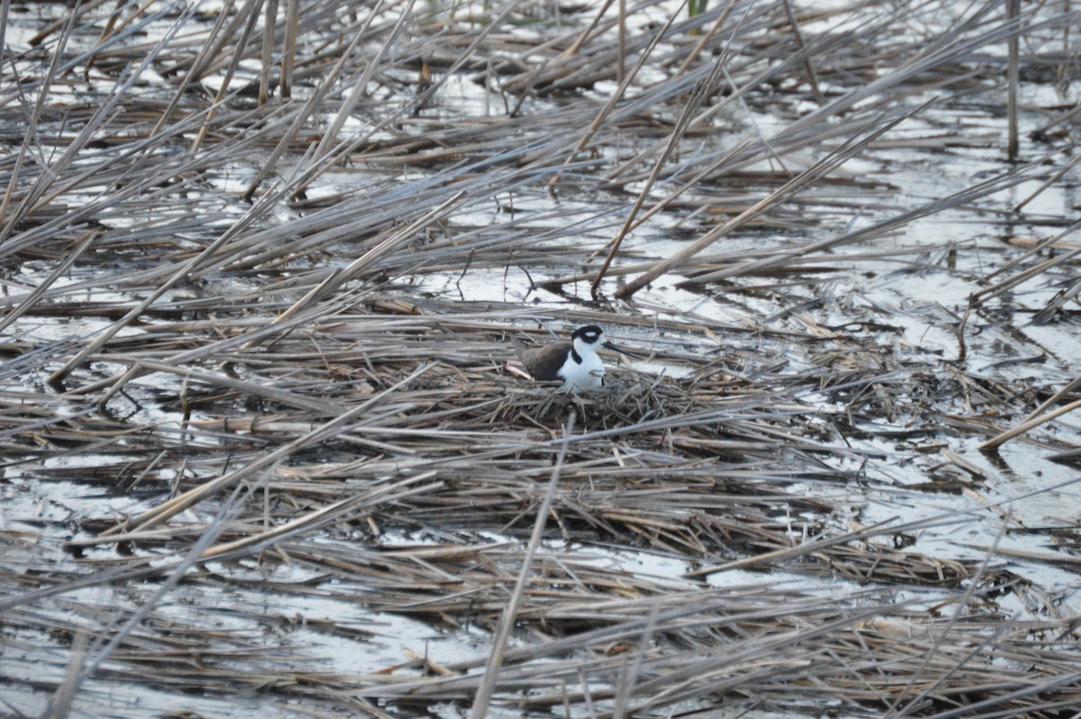 Black-necked Stilt - ML636146611