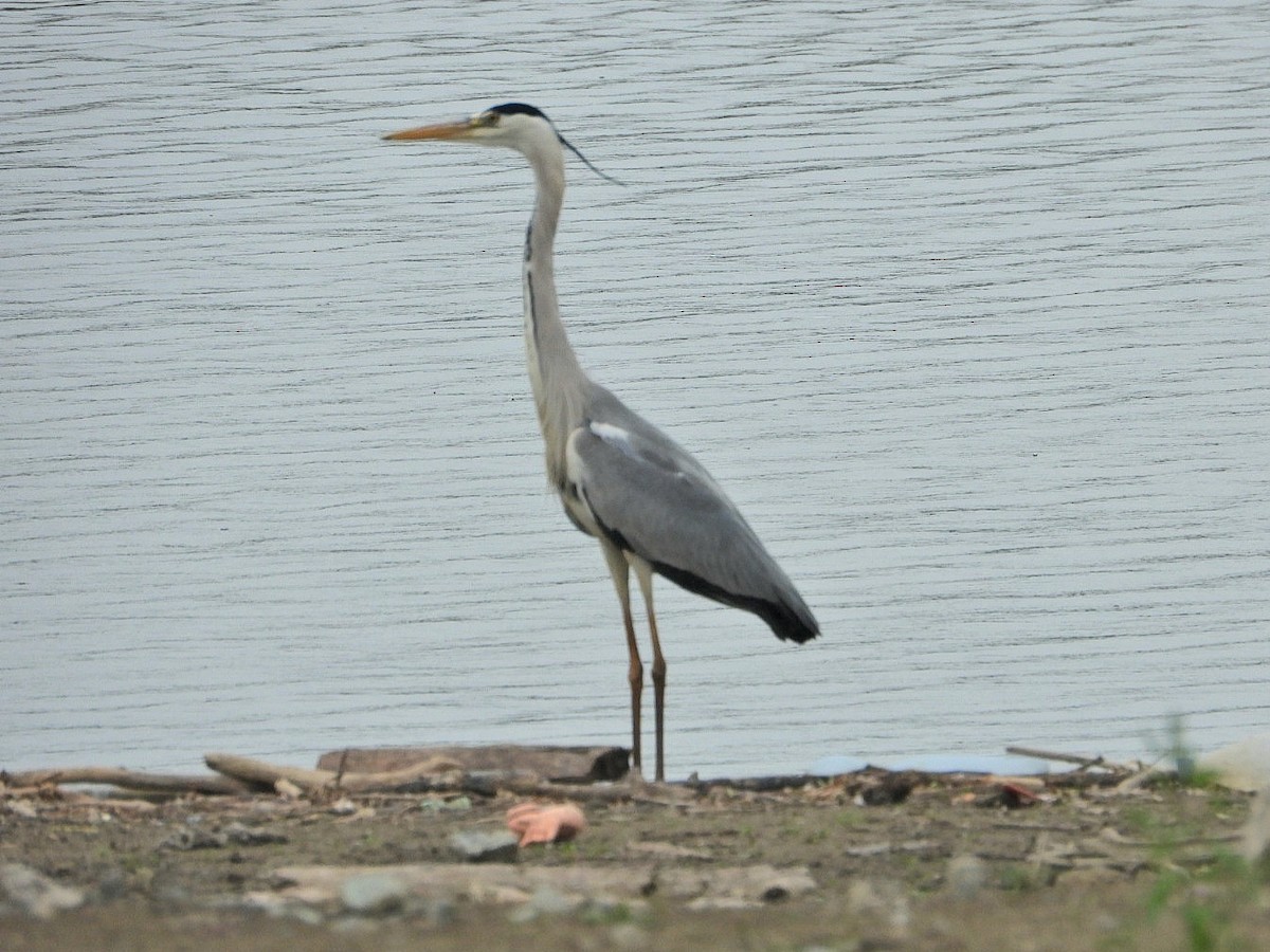 アオサギ - ML636146661