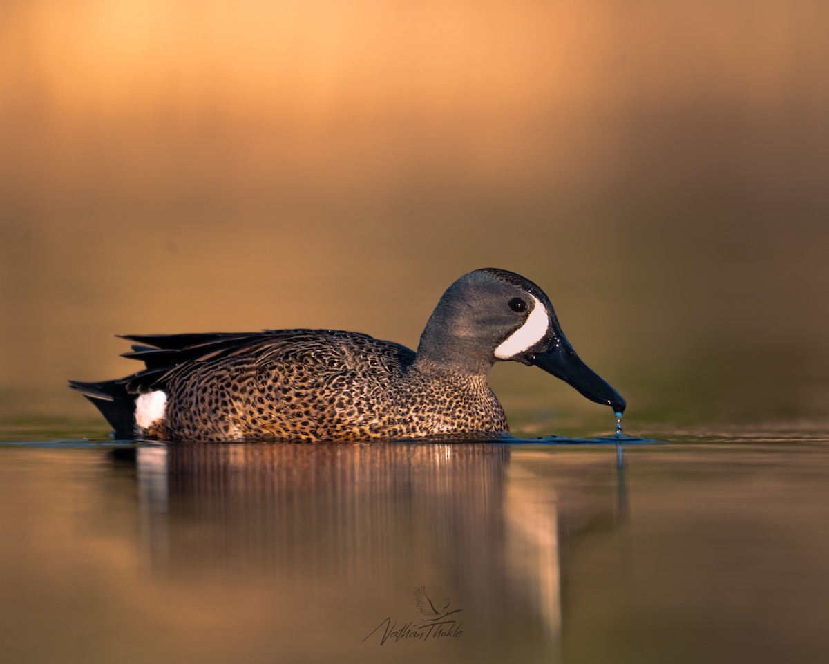 Blue-winged Teal - ML636146665