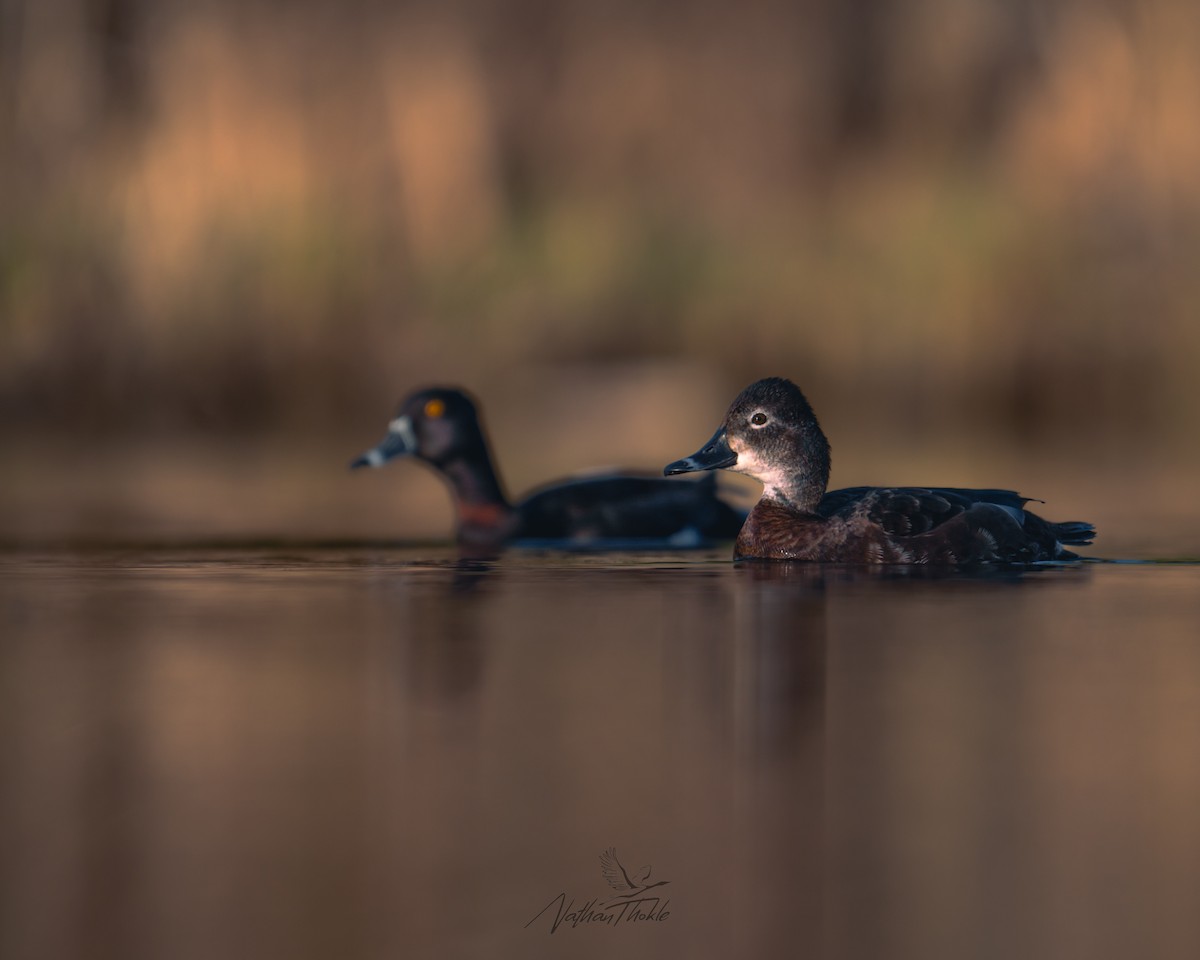 Ring-necked Duck - ML636146693