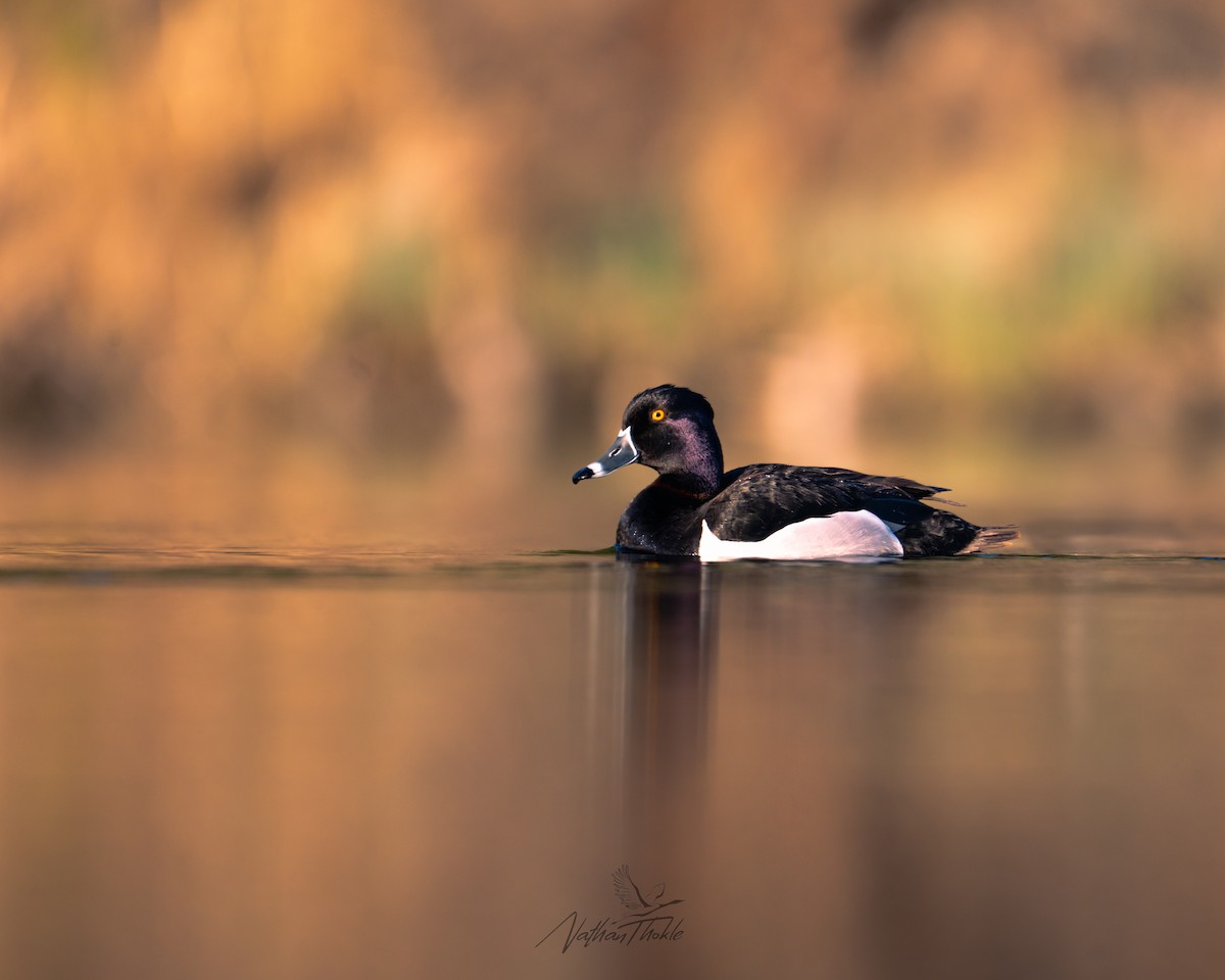 Ring-necked Duck - ML636146694