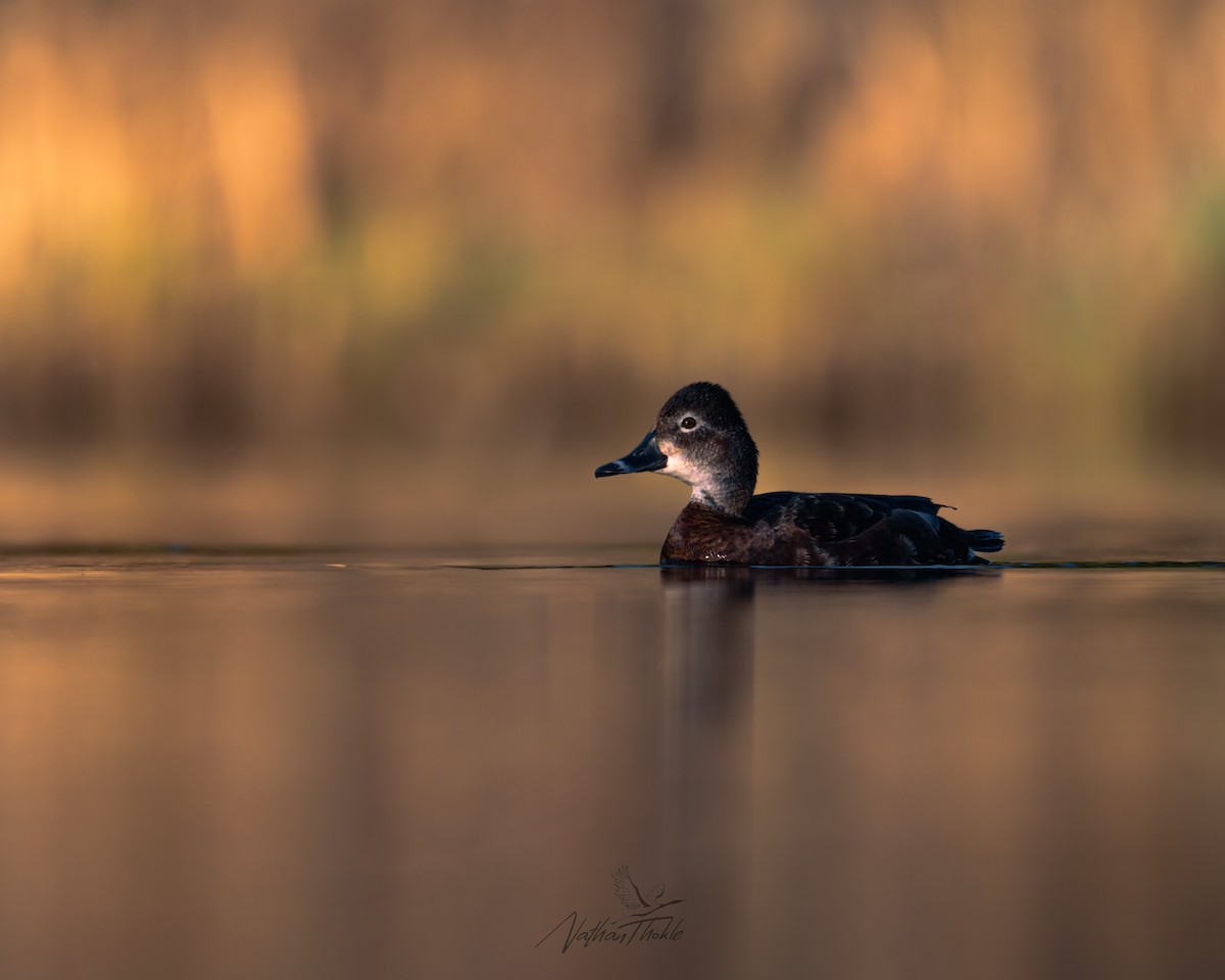 Ring-necked Duck - ML636146695