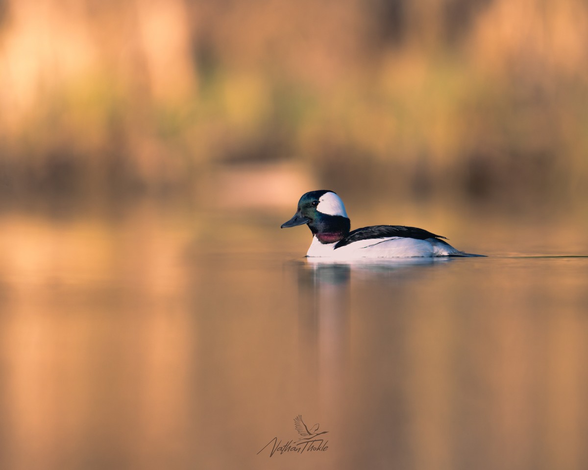 Bufflehead - ML636146724