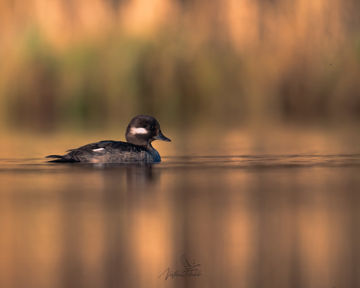 Bufflehead - ML636146725