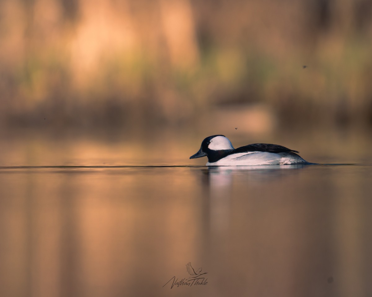 Bufflehead - ML636146726