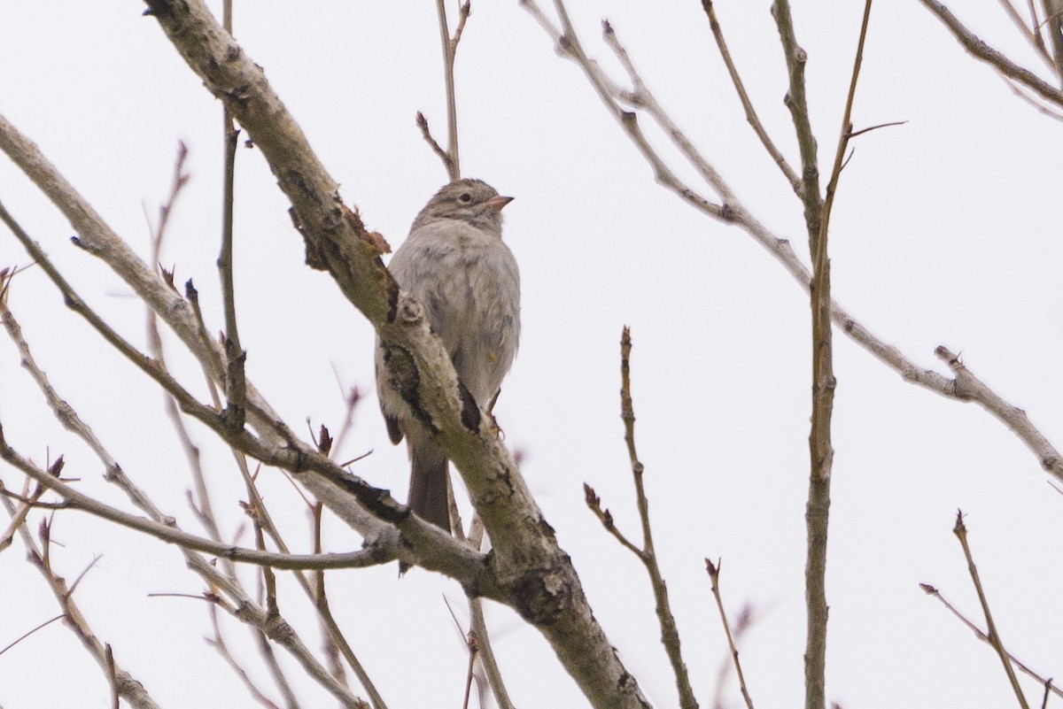 Brewer's Sparrow - ML636146795