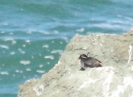 Parakeet Auklet - ML63614681