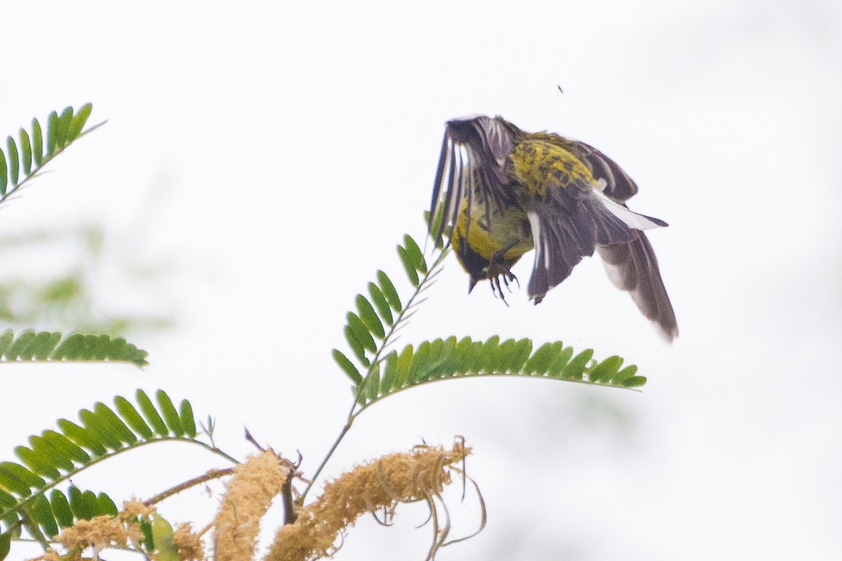 Townsend's Warbler - ML636146813