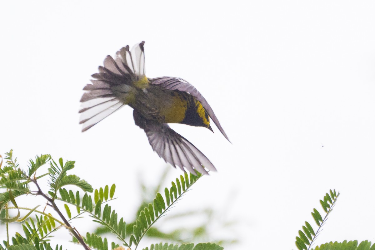 Townsend's Warbler - ML636146814