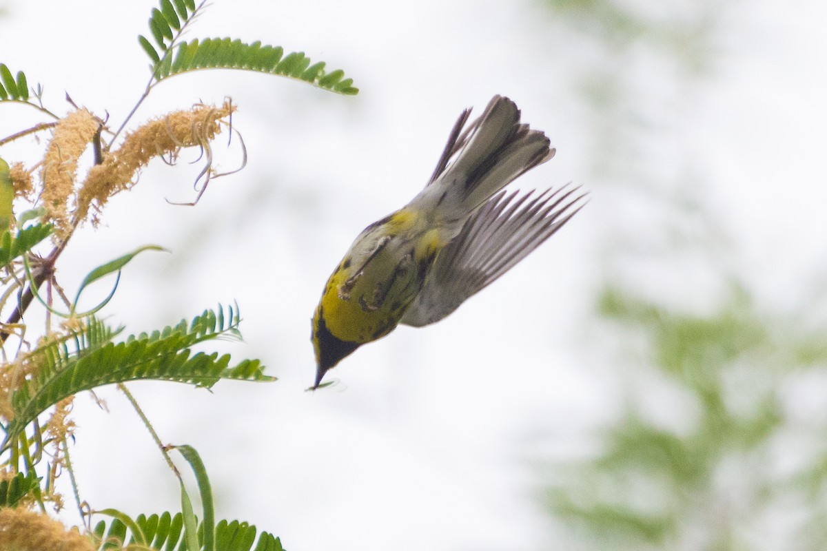 Townsend's Warbler - ML636146815