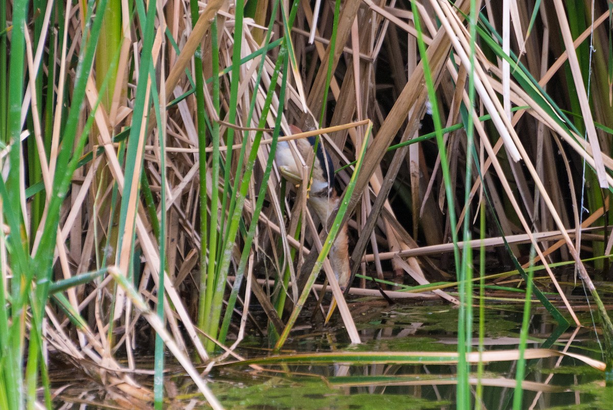 Least Bittern - ML636146836