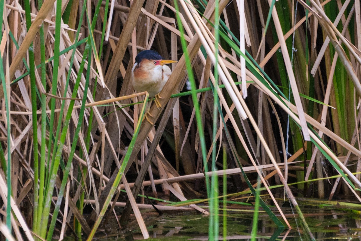 Least Bittern - ML636146837