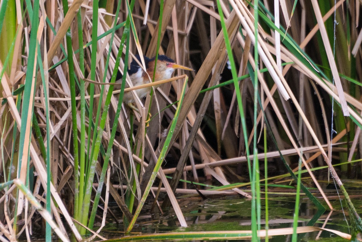 Least Bittern - ML636146839