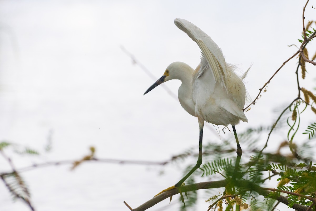 Snowy Egret - ML636146853