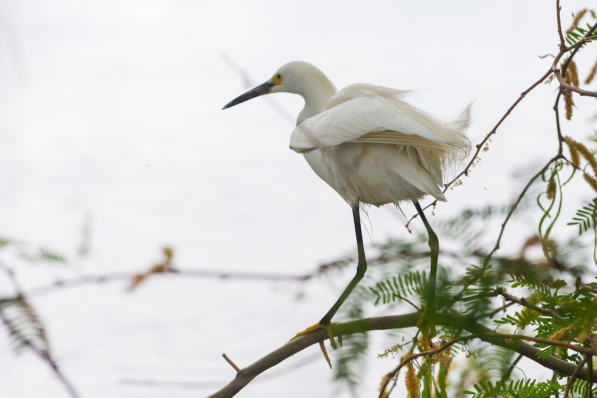 Snowy Egret - ML636146855