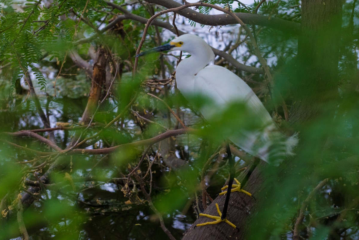 Snowy Egret - ML636146869
