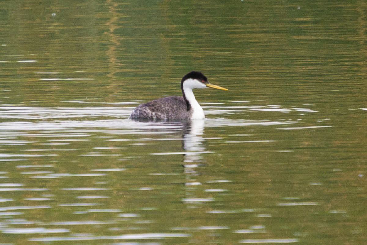 Western Grebe - ML636146875