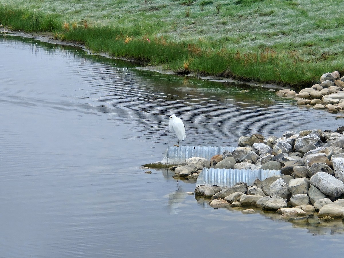 Snowy Egret - ML636146886