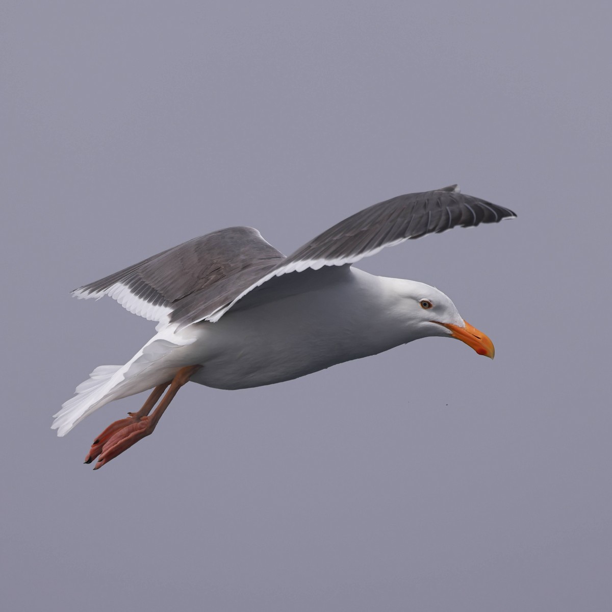 Western Gull - ML636147208
