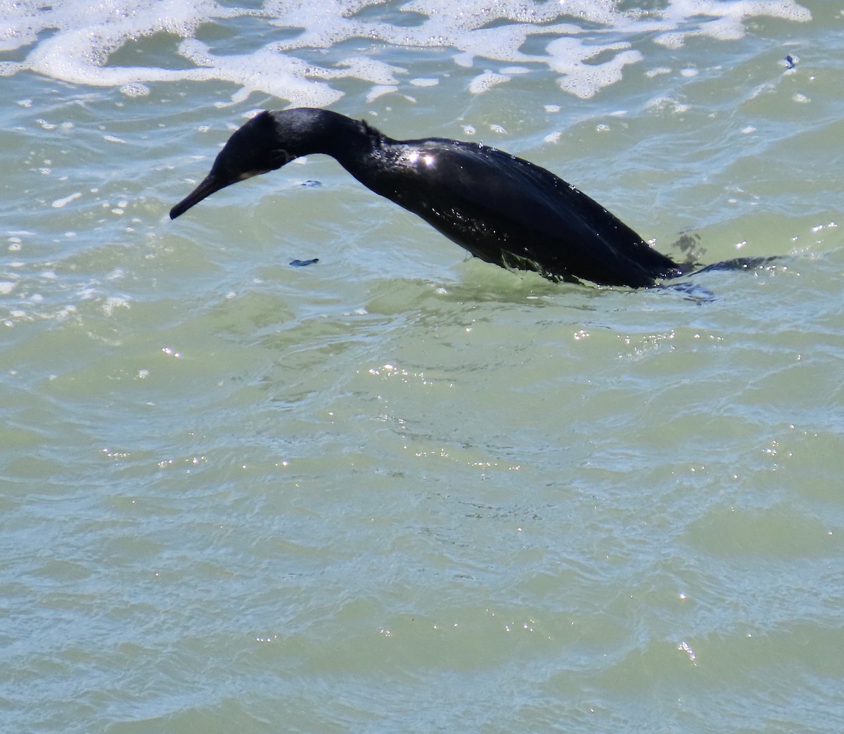Brandt's Cormorant - ML636147287