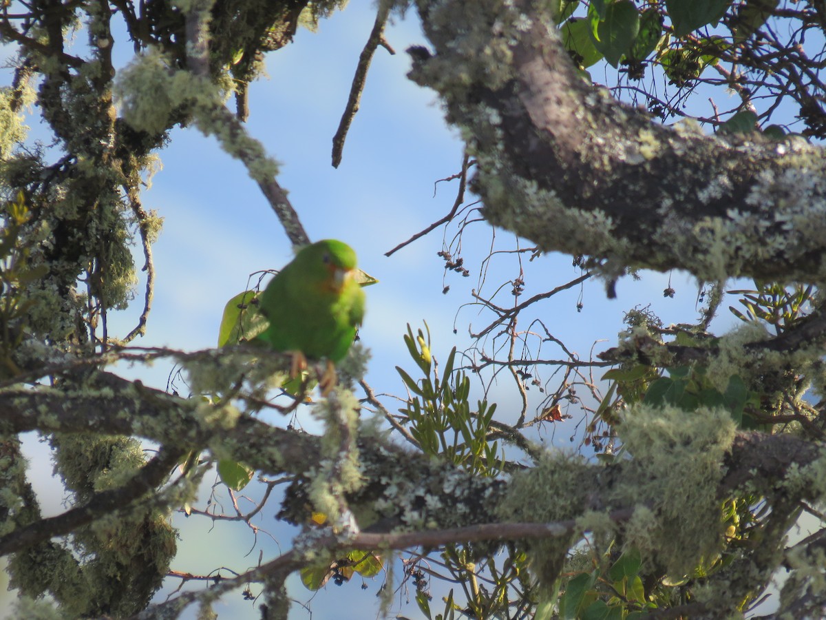 Rufous-fronted Parakeet - Daniel Uribe Espinosa