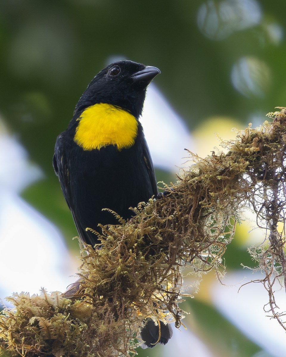 Golden-chested Tanager - ML636147324