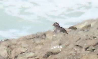 Parakeet Auklet - ML63614741