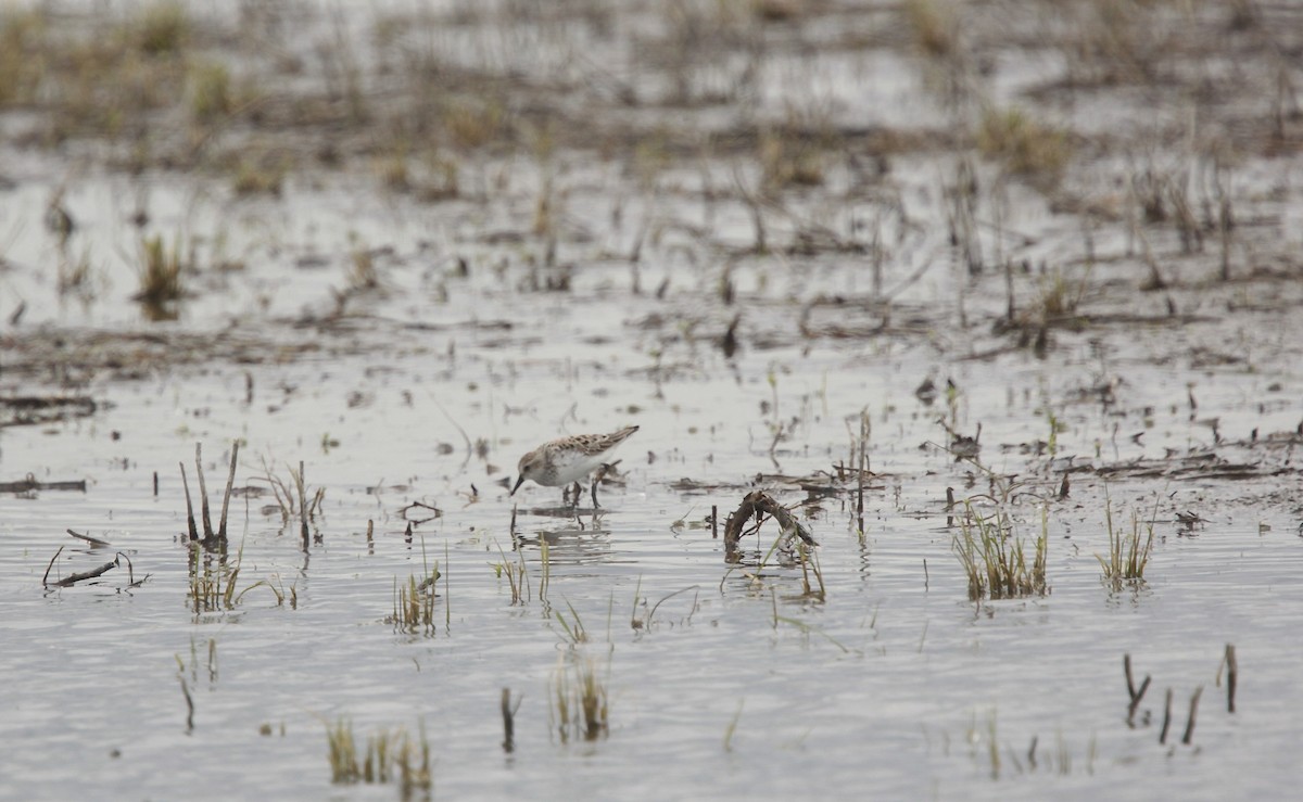 Sandstrandläufer - ML636147543