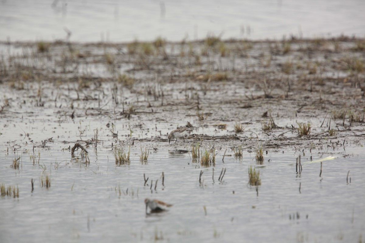 Sandstrandläufer - ML636147545