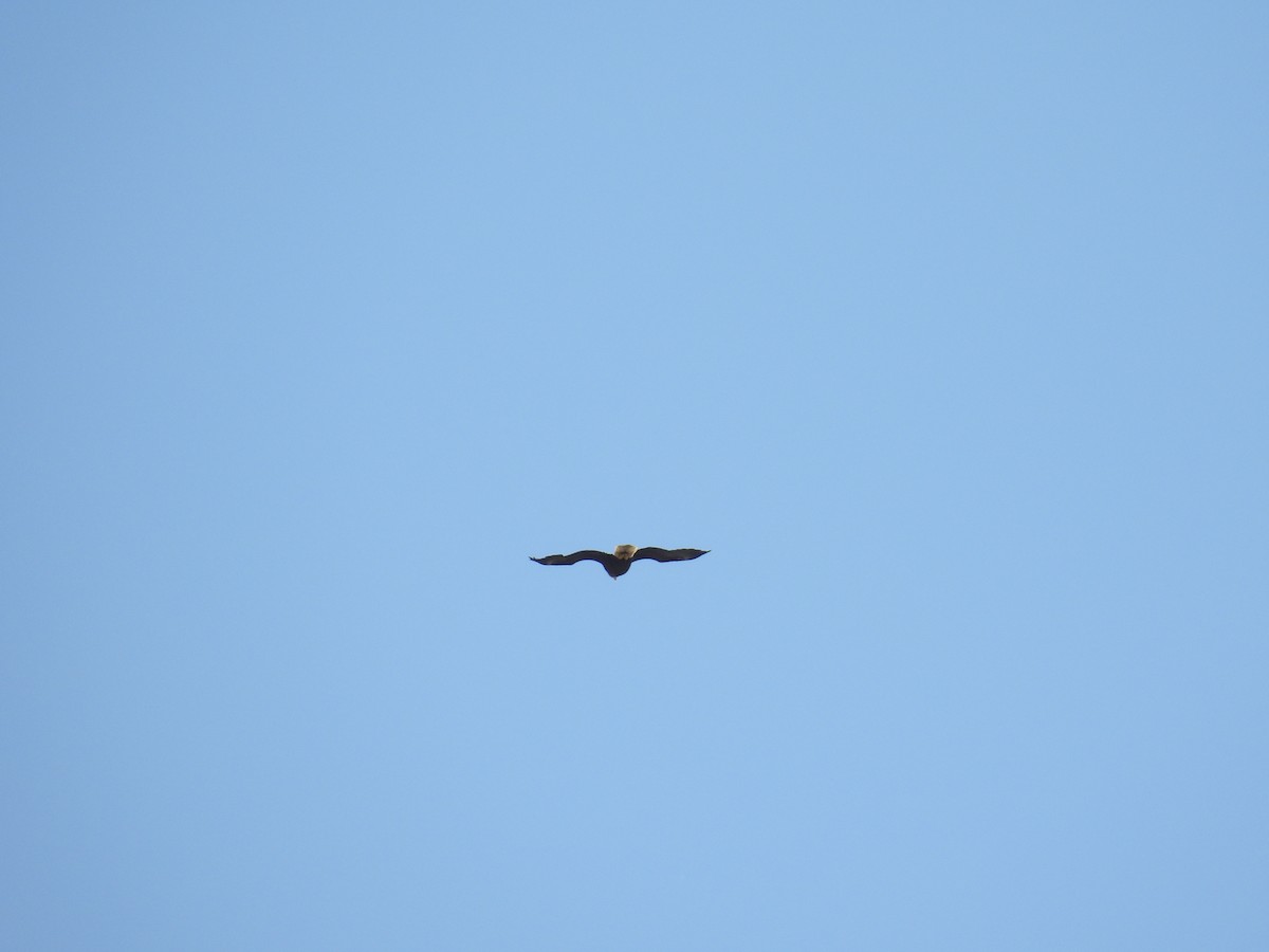 Weißkopf-Seeadler - ML636147548