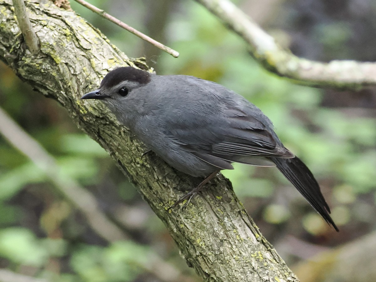 Katzenspottdrossel - ML636147552