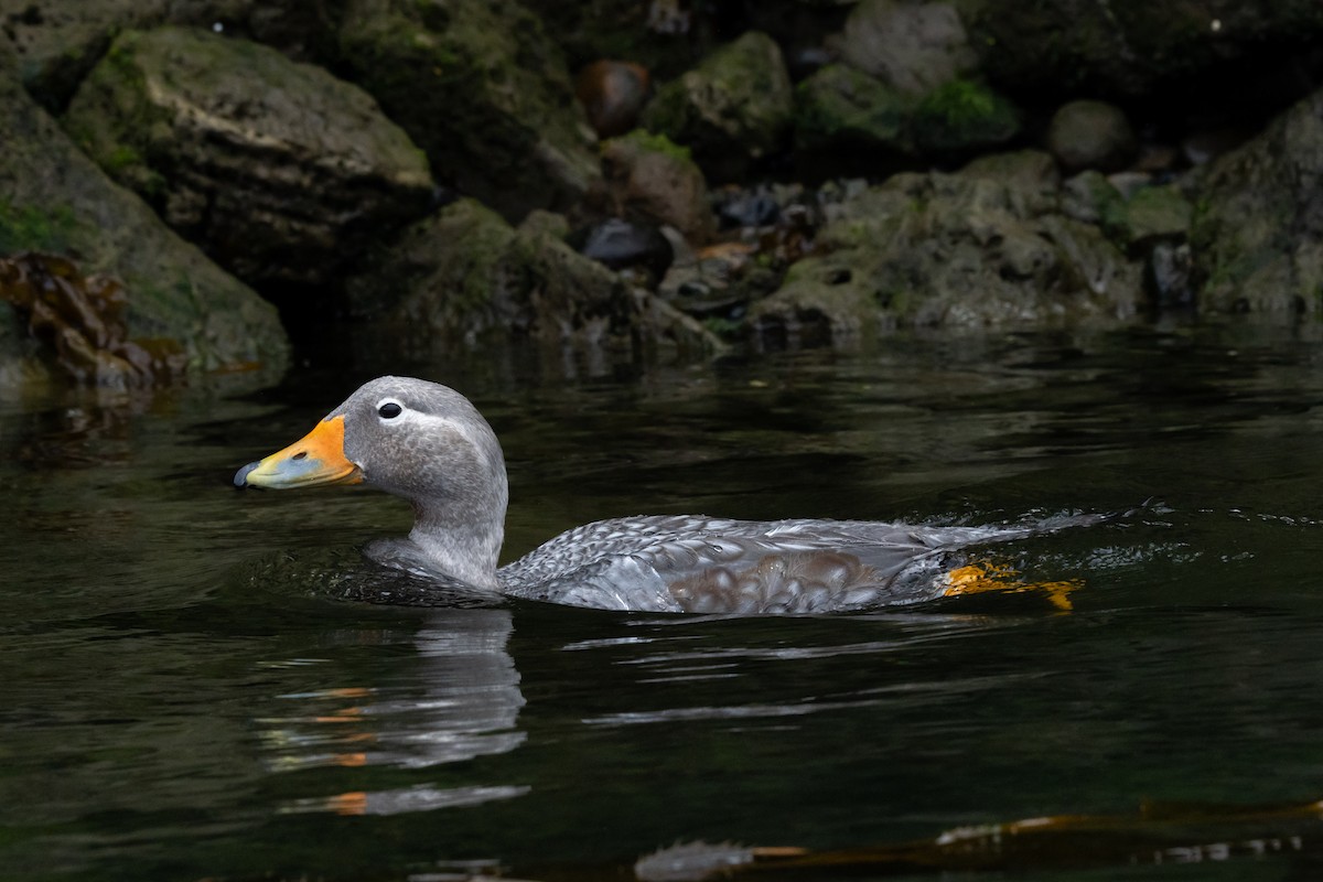 kachyně parníková - ML636147603