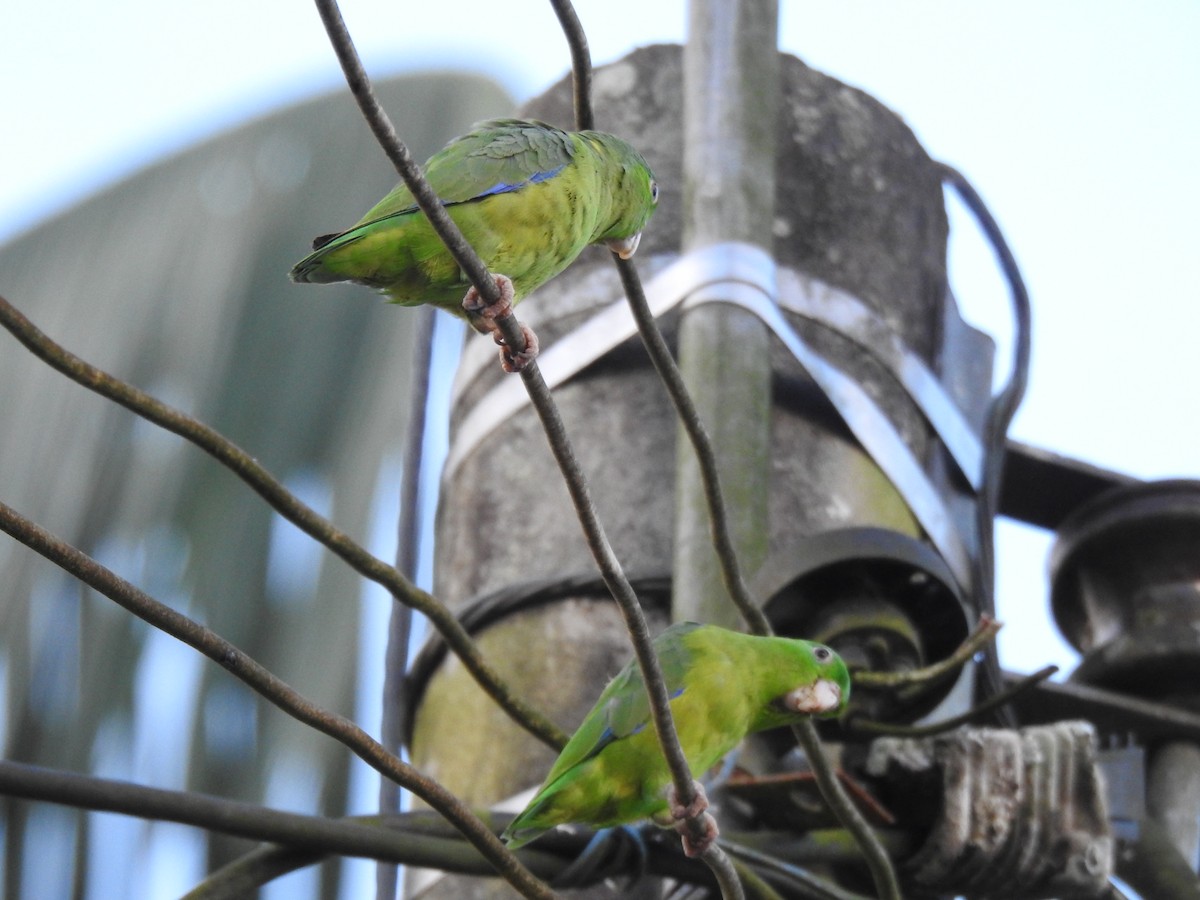 Riparian Parrotlet - ML636147655