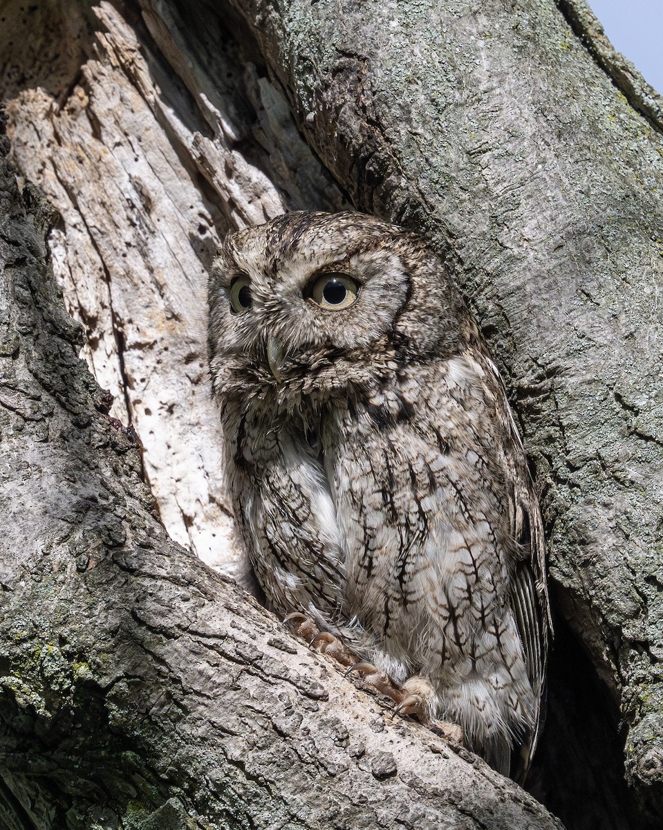 Eastern Screech-Owl - ML636147686