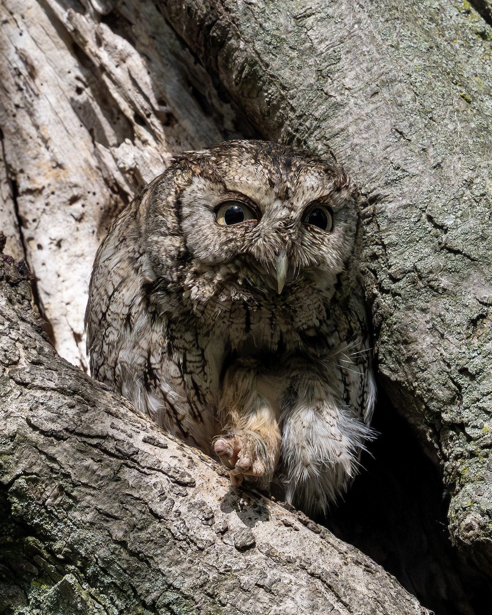 Eastern Screech-Owl - ML636147694