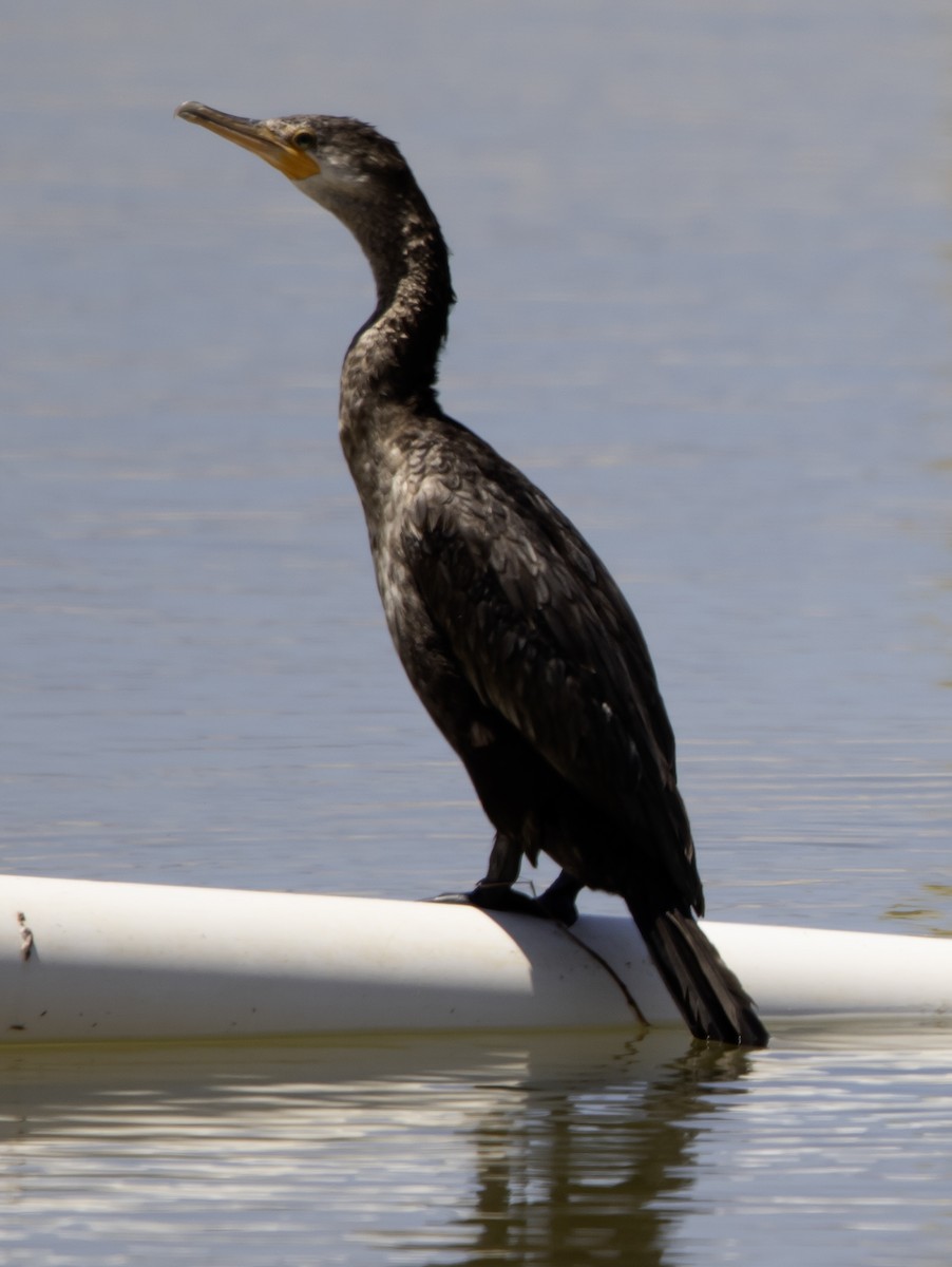 Neotropic Cormorant - ML636147701