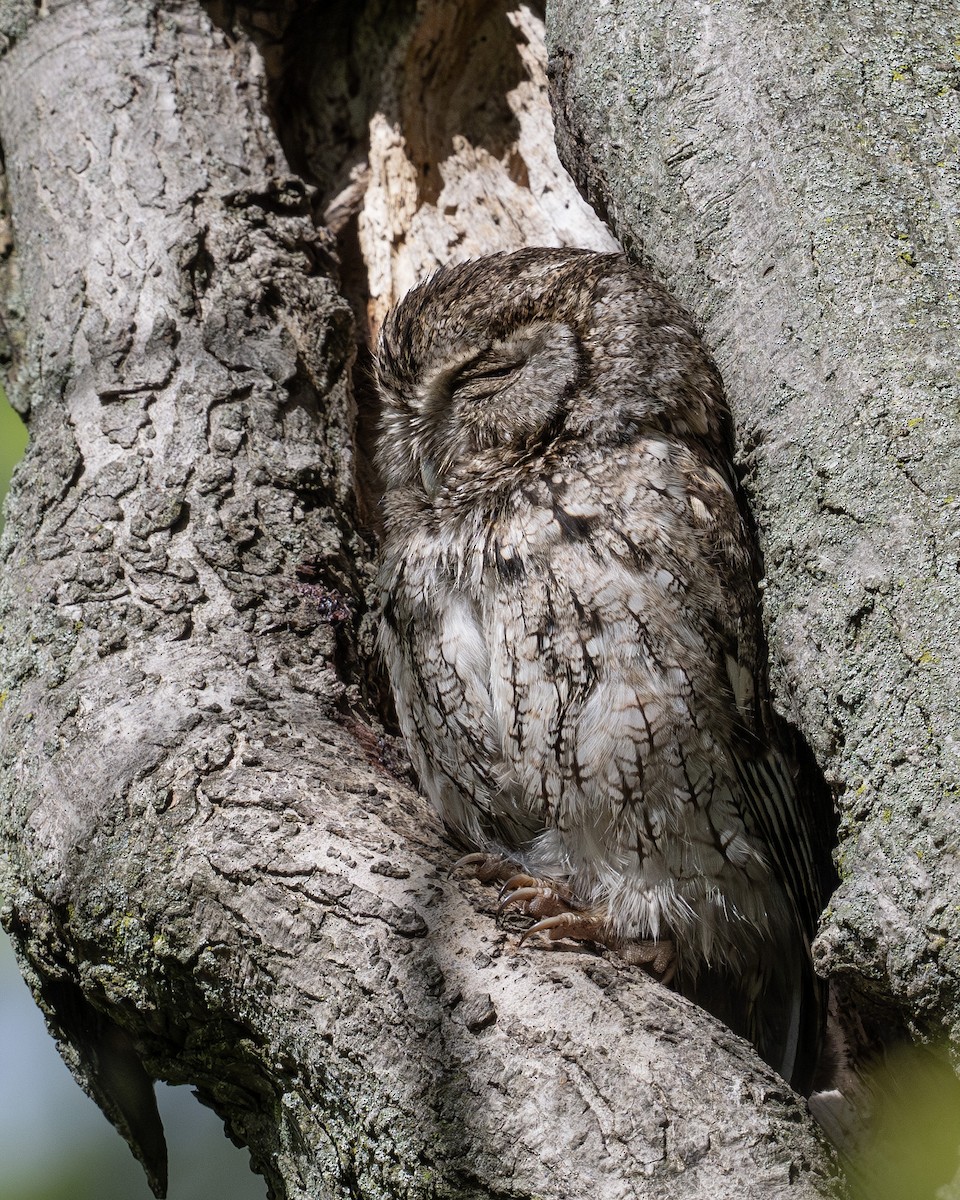 Eastern Screech-Owl - ML636147702