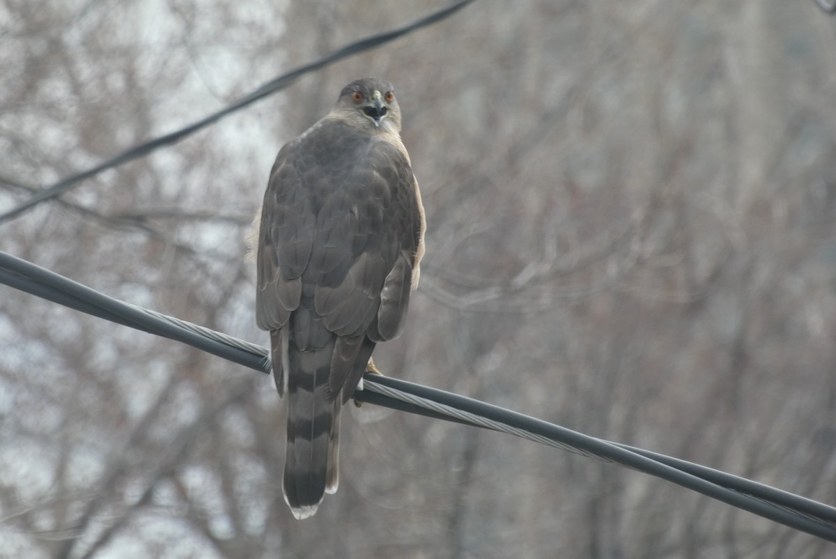 Cooper's Hawk - ML636147788