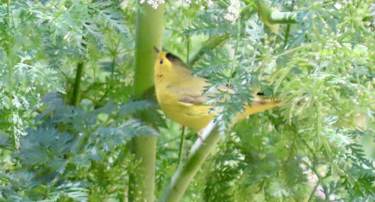Wilson's Warbler - ML636147818