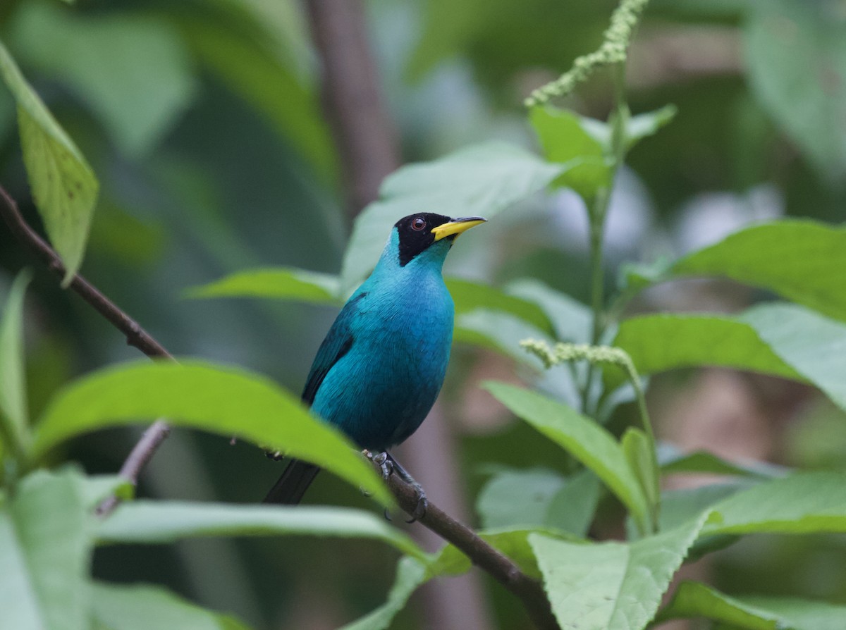 Green Honeycreeper - ML636147833