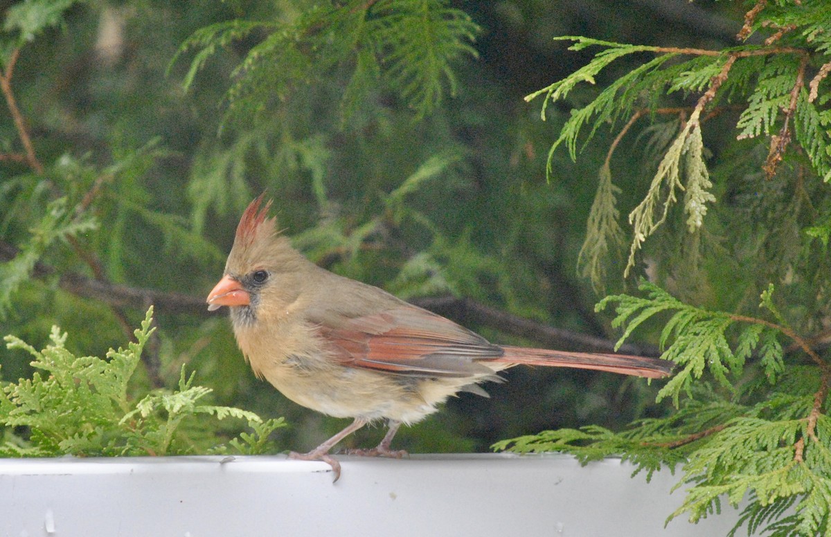 Northern Cardinal - ML636147961