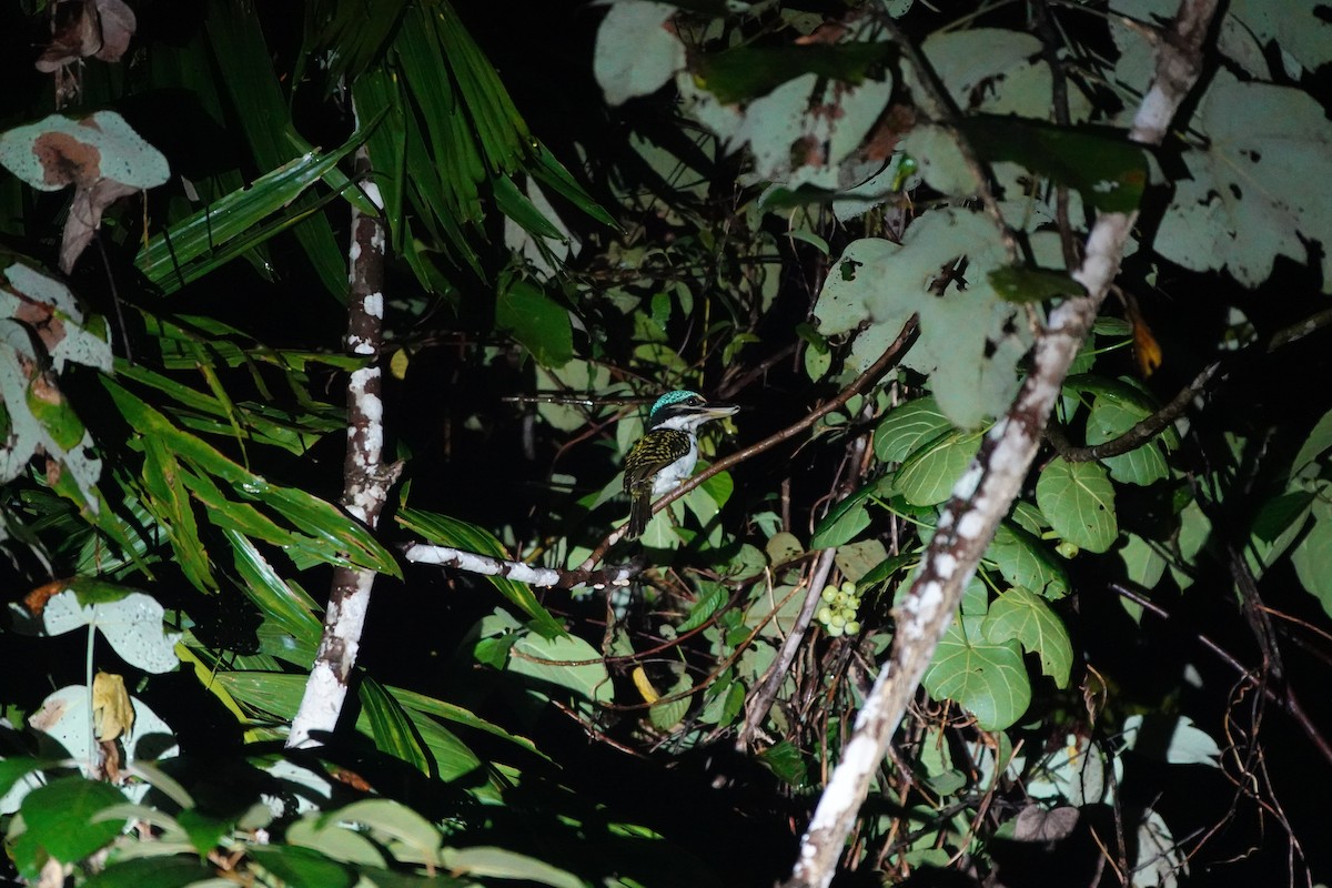 Hook-billed Kingfisher - ML636147978