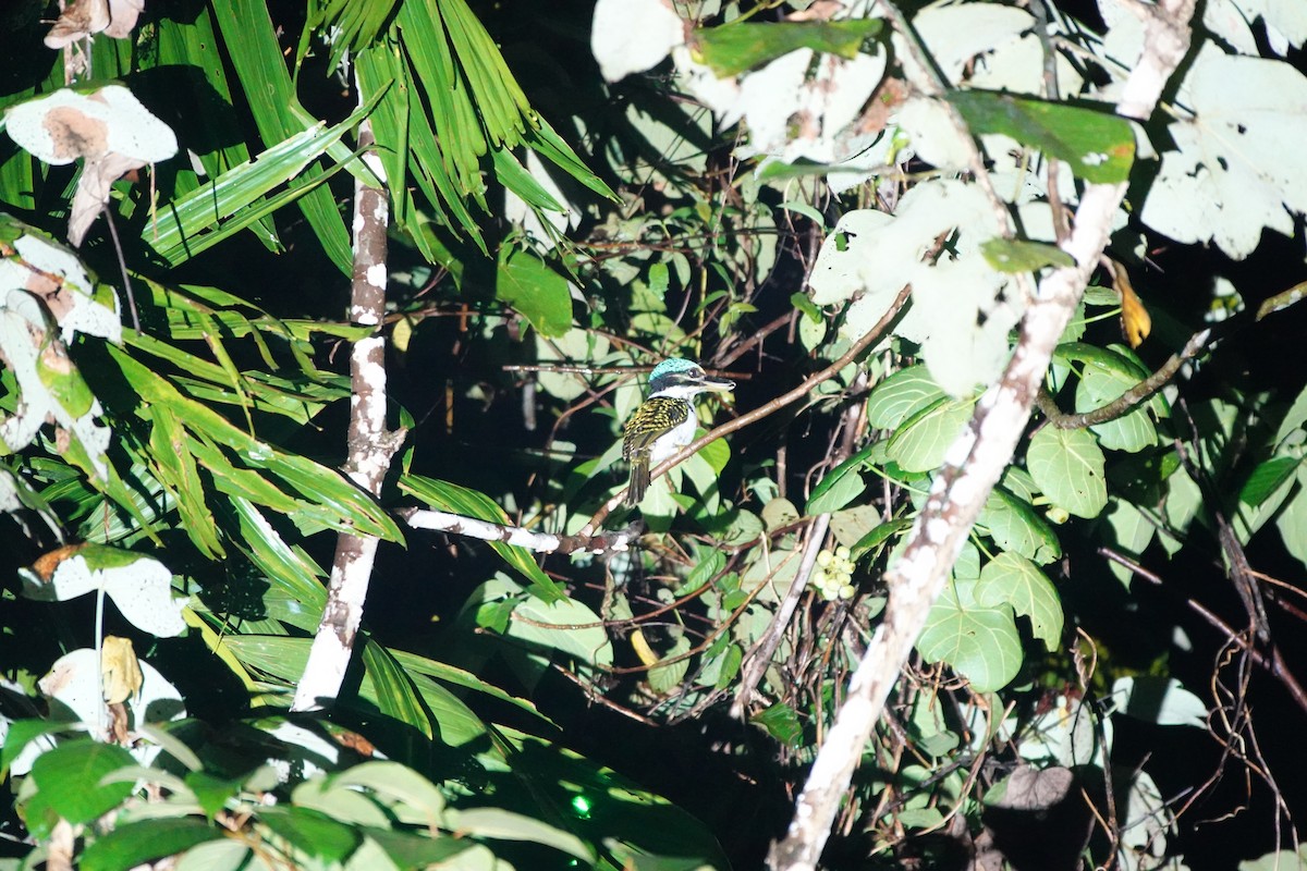 Hook-billed Kingfisher - ML636147979